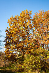 Fototapeta premium Autumn tree in the park. Trees in the autumn forest