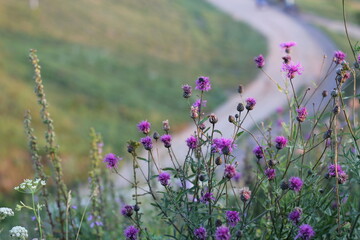 Bright and colorful wildflowers flourish and bloom alongside a serene winding path in the beauty of nature. Cornflower of the Astro family. Purple wildflowers of Belarus