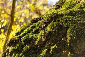 Forest landscape in autumn. The sun shines in from the side. The side light falls on a small tree in autumn leaves