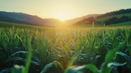 	
corn field or maize field at agriculture farm in the morning sunrise	

