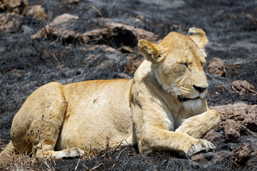 Fototapeta premium male and female lion lying in the savanna gras