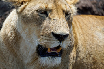 male and female lion lying in the savanna gras
