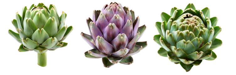 Set of Green artichoke with a purple base is isolated on a white background.