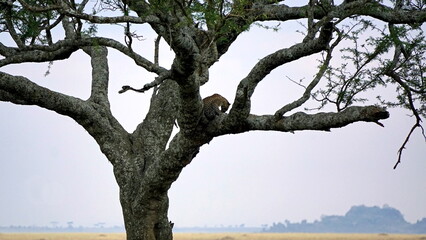 cheetah in a tree in the serengeti park