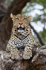 a leopard close-up in a big tree
