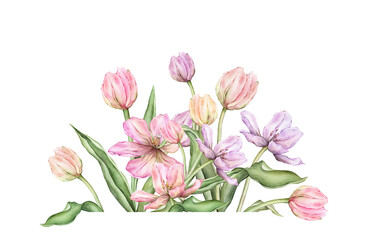 Fototapeta premium Delicate pastel multi-colored bud bouquet Tulips. Hand drawn watercolor illustration garden composition perennial bulbous flower for spring design or card, frames, banners, postcards, certificates