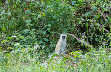 Mandrill, lat. Mandrillus sphinx, Lake Manyara National Park, Tanzania