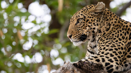 a leopard close-up in a big tree