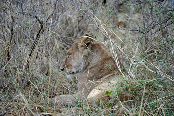 Fototapeta premium male and female lion lying in the savanna gras