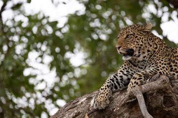 a leopard close-up in a big tree
