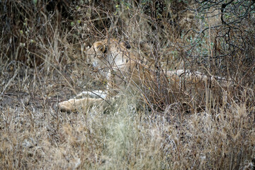 male and female lion lying in the savanna gras