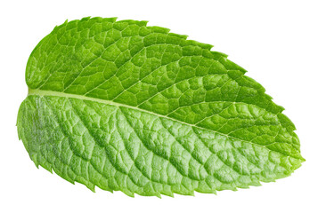 Green mint pepper leaf isolated on white. Fresh mint leaf. Pepper mint clipping path
