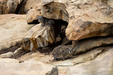 a rock hyrax in the wild