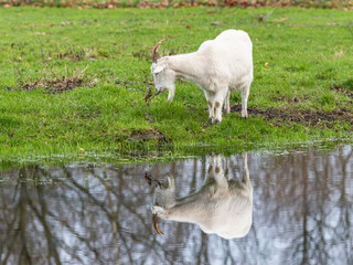 White Goat Meets his Reflection in the Water.