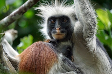 zanzibar colobus monkey (Piliocolobus kirkii)