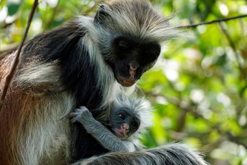 zanzibar colobus monkey (Piliocolobus kirkii)