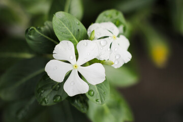 Close-up White Flowers with Dew Drops on Green Leaves