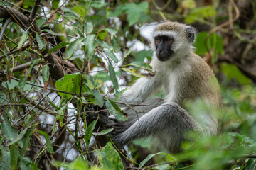 Mandrill, lat. Mandrillus sphinx, Lake Manyara National Park, Tanzania