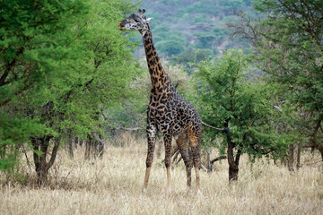 giraffe in the serengeti park