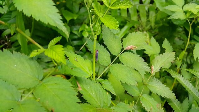Aesthetic footage of a leafhopper resting on a leaf. 4K footage shot in a tropical forest. 
Insecta, Hemiptera, Cicadellidae, Animalia. 
Black and red leafhopper perched on a plant leaf.