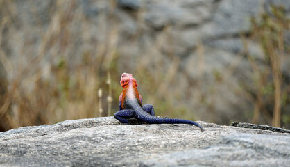 Agama lizard in the Serengeti sunbathing
