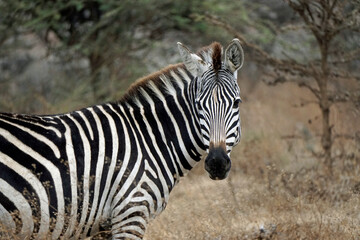 zebra in the serengeti park