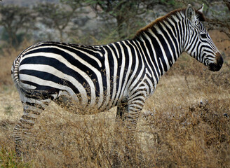 zebra in the serengeti park