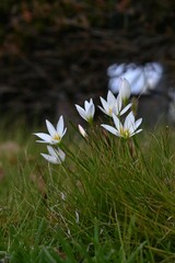White rain lily (Zephyranthes candida) flowers. Amaryllidaceae evergreen perennial bulbous plants....