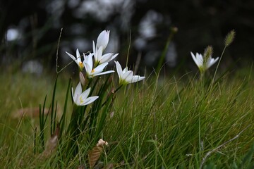 White rain lily (Zephyranthes candida) flowers. Amaryllidaceae evergreen perennial bulbous plants....