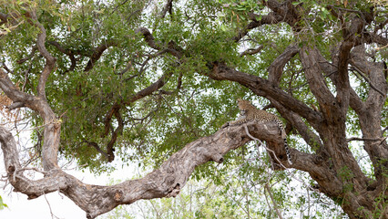 Fototapeta premium a big female leopard in a big tree