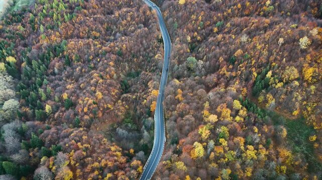 Aerial view of cars on a road surrounded by autumn forest