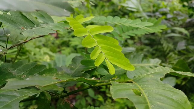 Bhumi amla is blown by the wind in the tropical rain forest (abrus, cantoniensis, phyllanthus urinaria plant, leucaena hoja, abrus precatorius,  seed under leaves, gale of the wind, bahupatra). 4k