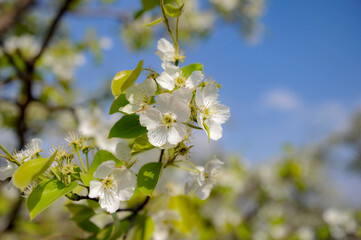 In spring, pure white pear blossoms bloom on pear trees