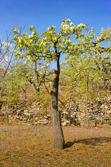 In spring, pure white pear blossoms bloom on pear trees