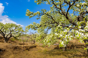 In spring, pure white pear blossoms bloom on pear trees