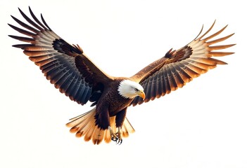 Obraz premium eagle in flight