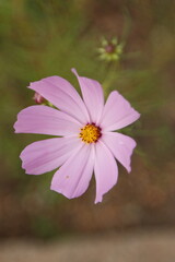 Fototapeta premium Cosmo