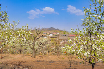In spring, pure white pear blossoms bloom on pear trees