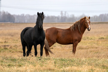 A herd of horses is eating grass in the field. Cattle grazing. horses walk through the autumn field in the village.