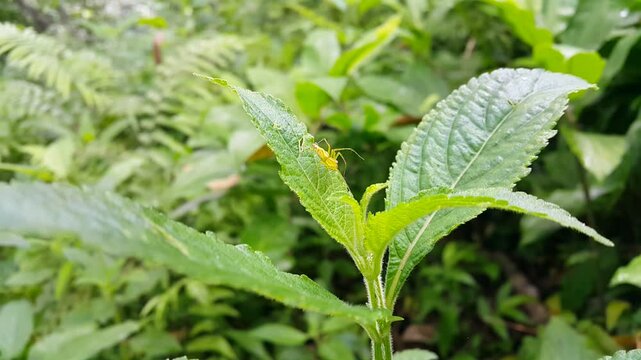 4k view of Lynx spider (Oxyopidae, Animalia, Arachnida, Araneae, Araneomorphae) on textured leaf. Perfect for documentaries in tropical rainforests and World Nature Conservation Day on July 28th.