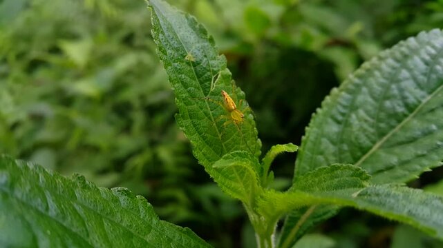 Striped lynx spider (Family Oxyopidae). Perfect for documentaries in tropical rainforests and World Nature Conservation Day on July 28th. peucetia viridans, araneomorph. peucetia viridans, araneomorph
