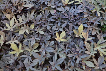 The vibrant and colorful foliage showcases a variety of stunning shades, making it ideal for natureinspired projects