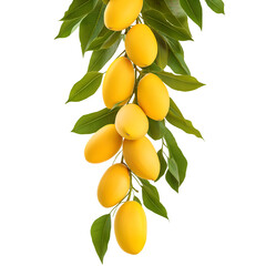 Mangoes  Hanging on a Branch with Leaves, Isolated on Transparent Background