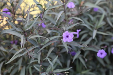 The stunning purple blooms combined with lush green leaves create an incredibly vivid and attractive garden scene