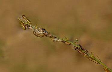White Pioneer butterfly caterpillar and pupa (Belenois aurota)