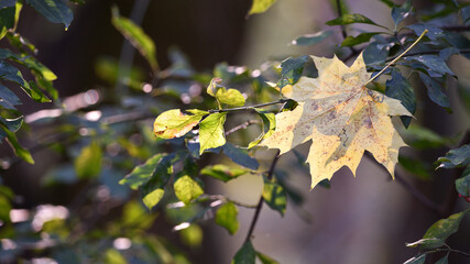 yellow autumn leaf, fallen. trees in the park. autumn park or forest. close-up. natural background. autumn season. dry leaf on a branch. nature photo