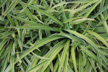 A closeup view of vibrant green leaves showcases the lush foliage that is thriving beautifully in a natural setting