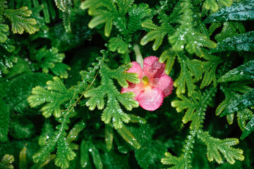 Close up shot of Pink Episcia flamingo flower between Selaginella plant leaves