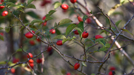 red rose hips on a branch in the forest. autumn time, rosehip bush background. wild berries. beauty in nature, berry in the forest close-up. for medicine, for tea. vitamins in nature
