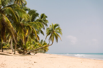palm tree on the beach